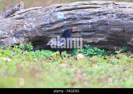 Grey-winged Blackbird (Turdus boulboul) male in Thailand Stock Photo