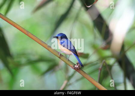 Hill Blue Flycatcher (Cyornis banyumas) male in Thailand Stock Photo