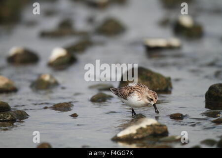 Spoon-billed sandpiper (Eurynorhynchus pygmeus) in Japan Stock Photo