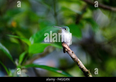 Andean Emerald Hummingbird (Agyrtria franciae) perched on the tip of a branch Stock Photo