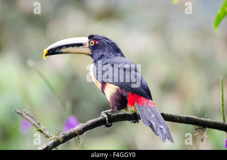 Pale Mandibled Aracari Toucan (Pteroglossus erythropygius) perched on branch Stock Photo
