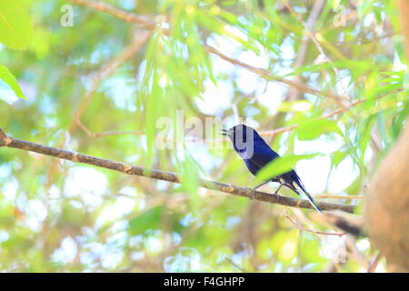 White-vented Shama (Copsychus niger) in Palawan Island, Philippines Stock Photo