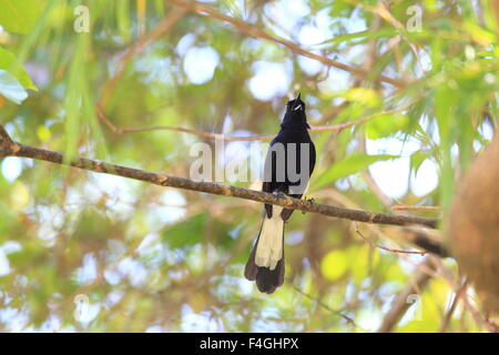 White-vented Shama (Copsychus niger) in Palawan Island, Philippines Stock Photo