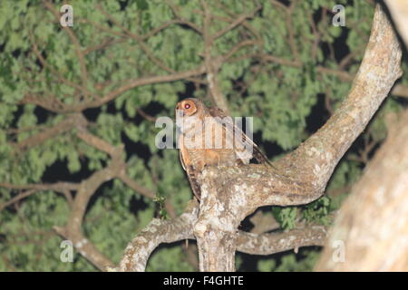 Spotted Wood Owl (Strix seloputo) in Palawan Island Stock Photo