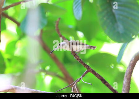 Pale Spiderhunter (Arachnothera dilutior) in Palawan Island