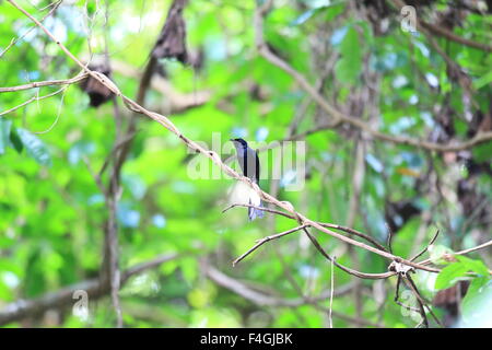 White-vented Shama (Copsychus niger) in Palawan Island, Philippines Stock Photo