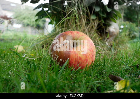 Red apple rotting on lawn, ground, fallen of tree. Stock Photo