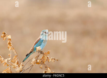 European Roller in Tsavo East National Park in Kenya Stock Photo