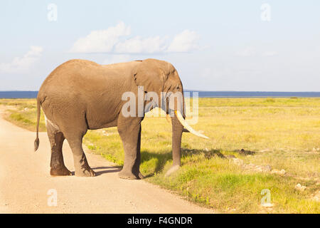 An African Elephant in Amboseli National Park in Kenya crossing a dirt road. Stock Photo