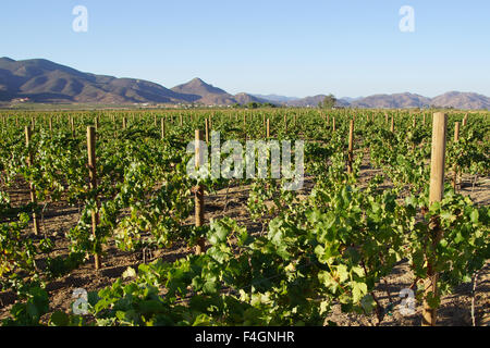 Winery grape vineyard in mountains of Baja California, Ensenada, Mexico Stock Photo