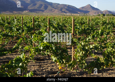 Winery grape vineyard in mountains of Baja California, Ensenada, Mexico Stock Photo