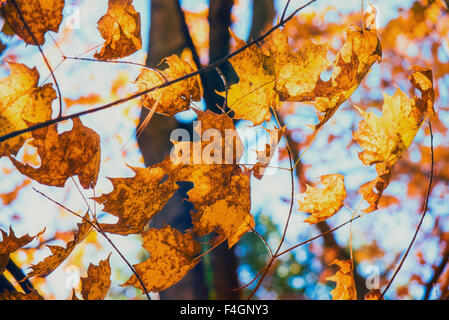 Beautiful autumn background with maple leaves forming a pattern against the sky. Stock Photo