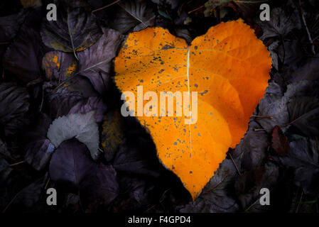 Leaves, corazon, the lakes region, chile Stock Photo