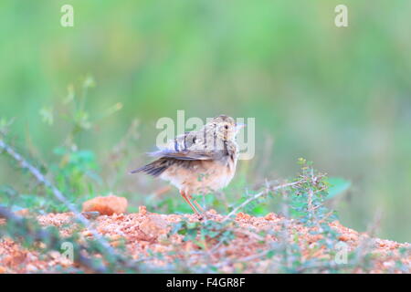 Jerdon's Bush Lark (Mirafra affinis) in Sri Lanka Stock Photo