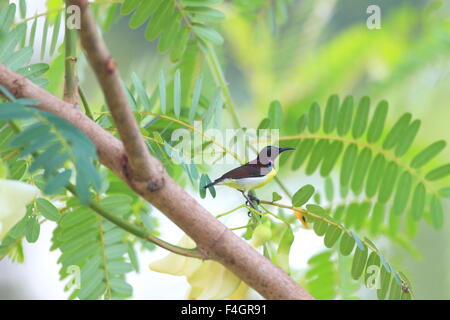 Purple-rumped Sunbird (Leptocoma zeylonica) in Sri Lanka Stock Photo