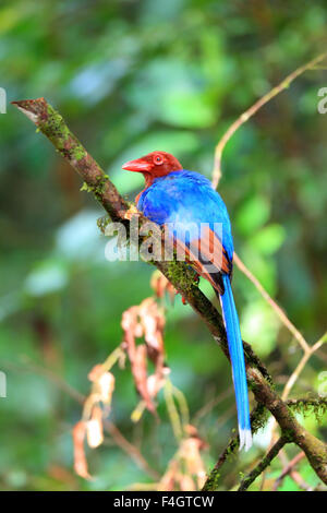 sri lanka blue magpie in the sinharaja jungle Stock Photo - Alamy