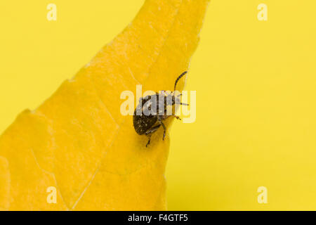 the mustached black bug sits on a yellow leaf Stock Photo