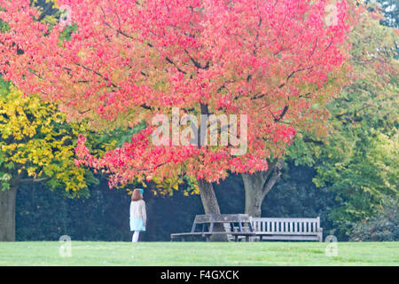 Wimbledon London,UK. 18th October 2015. Children play under a tree with autumnal leaves  on Wimbledon Common Credit:  amer ghazzal/Alamy Live News Stock Photo