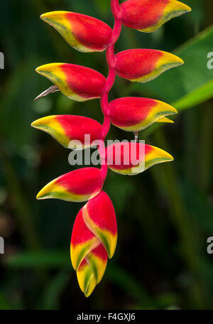 Heliconia rostrata, Hanging Lobster Claw Stock Photo