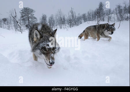 Wide angle image of wolves in the snow, Norway Stock Photo