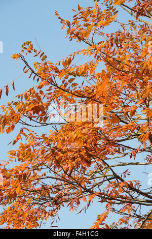Koelreuteria paniculata. Pride of India / Golden Rain Tree leaves in autumn against a blue sky. UK Stock Photo