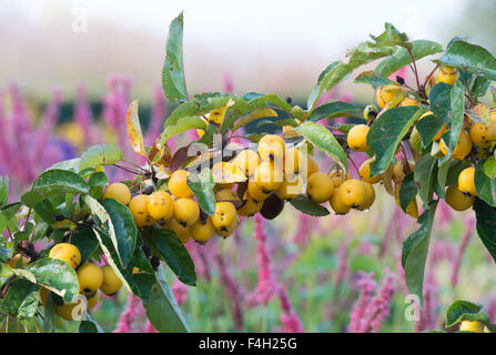Malus x zumi 'Golden Hornet'.  Crab apples on the Tree Stock Photo