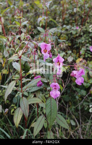 Himalayan Balsam (Impatiens Glandulifera) growing on the banks of the River Wye in Gloucestershire Stock Photo