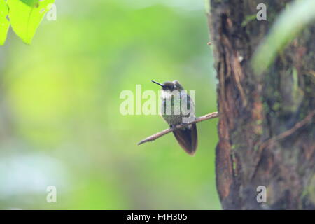 Speckled Hummingbird (Adelomyia melanogenys) in Ecuador Stock Photo
