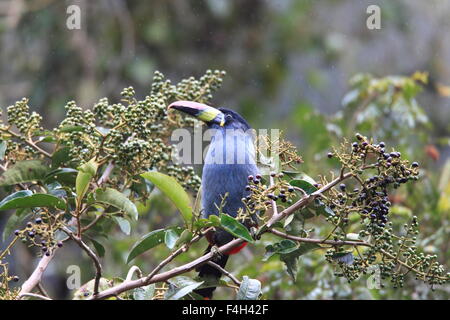Grey-breasted Mountain Toucan (Andigena hypoglauca) in Ecuador Stock Photo