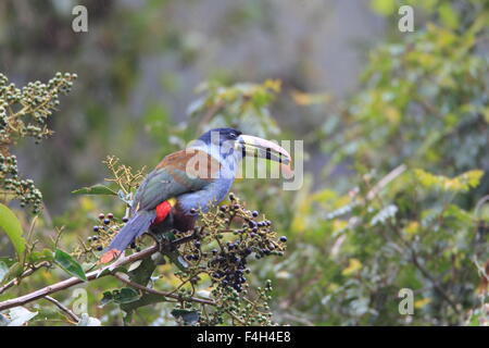 Grey-breasted Mountain Toucan (Andigena hypoglauca) in Ecuador Stock Photo