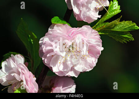 Almond blossoms (Prunus triloba Plena). Flowers closeup Stock Photo