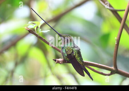 Sword-Billed Hummingbird (Ensifera ensifera) in Guango, Ecuador, South America Stock Photo