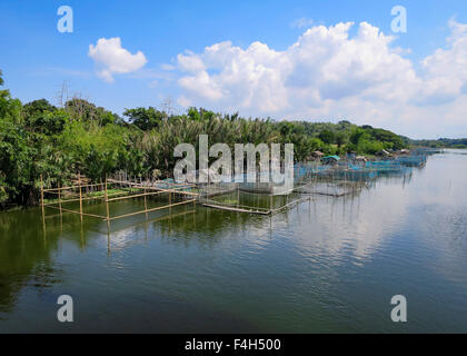 Giant river prawns are raised in net pens on a freshwater river in Luzon Island, Philippines. Stock Photo