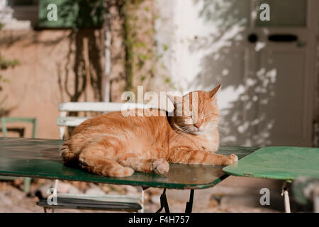 Contented ginger cat snoozing in the sun in the south of france, Villeneuvette, Languedoc Stock Photo