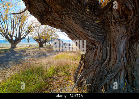 Fremont's Cottonwood trees on abandoned ranch, Monte Vista National Wildlife Refuge, Central Colorado, USA Stock Photo