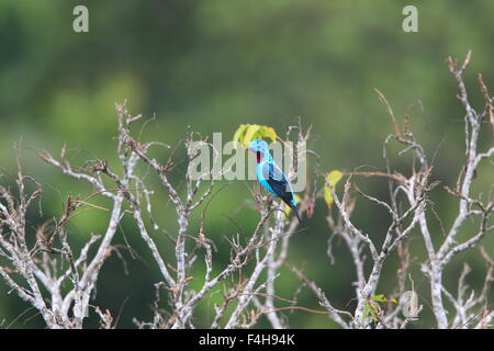 Spangled Cotinga, Cotinga Cayana, Detail Portrait of Exotic Rare