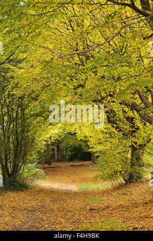 Hampstead, London, UK, 18 October 2015: Perfect autumn colours on sunny Hampstead Heath. Credit:  David Bleeker Photography.com/Alamy Live News Stock Photo