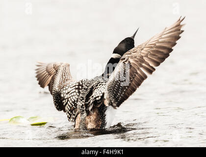 A common loon taking flight from a small lake in the Okanagan, British Columbia. Stock Photo