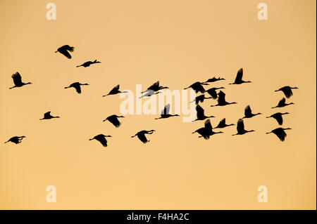 Sandhill Cranes in flight at sunrise, Monte Vista National Wildlife Refuge, Colorado, USA Stock Photo