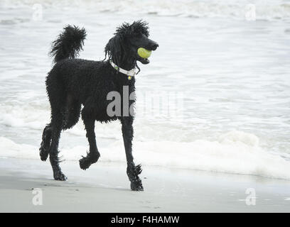 Folly Beach, South Carolina, USA. 17th Oct, 2015. A large black Standard Poodle plays with a tennis ball along the shoreline at Folly Beach, South Carolina. © David Bro/ZUMA Wire/Alamy Live News Stock Photo
