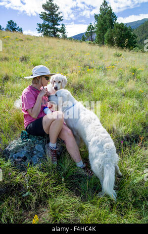 Female hiker pauses to feed two platinum colored Golden Retriever dogs Stock Photo