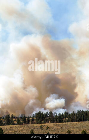 US Forest Service; controlled fire burn near Mt. Shavano; Chaffee County; central Colorado; USA Stock Photo