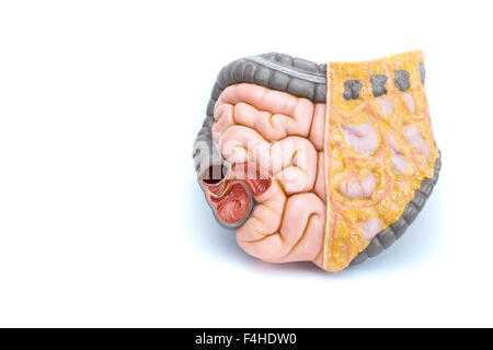 Artificial model of human intestines isolated on white background Stock Photo