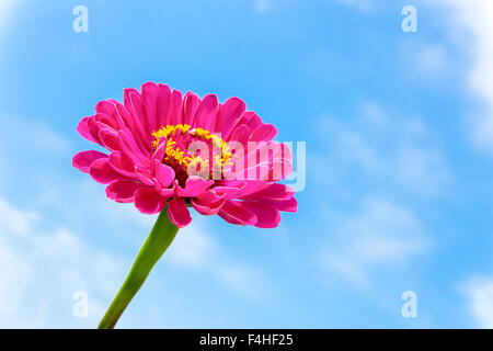 One pink Zinnia flower on stem with blue sky Stock Photo
