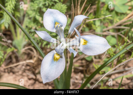 A light blue variation of the Cape Blue Tulip, Moraea polystachya at the Hantam National Botanical Gardens at Nieuwoudtville Stock Photo