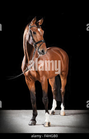 Brown Hungarian Warmblood horse with bridle in studio against black background Stock Photo