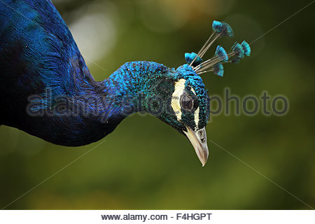 A close-up shot of a colourful male Peafowl.
