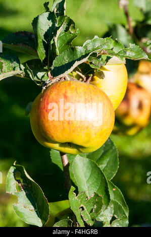 Apples of the variety Bramley's Seedling growing on a tree. Stock Photo