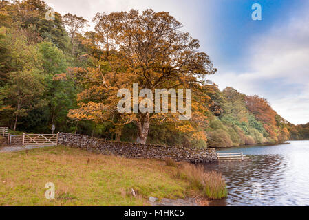 Autumnal foliage at Loweswater, Lake District National Park Stock Photo