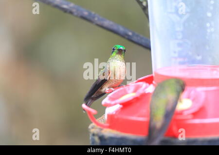 Speckled Hummingbird (Adelomyia melanogenys) in Ecuador Stock Photo